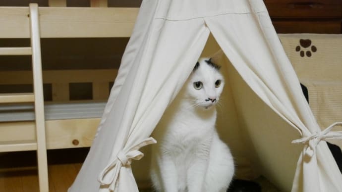 おいしいハンバーグが食べたーい<猫もいるの>
