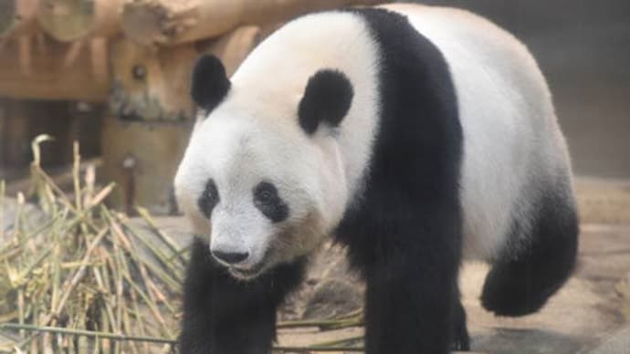 上野歴史散歩㉘ 観客に人気の様々な動物たち。この日シャンシャンの中国返還が発表された