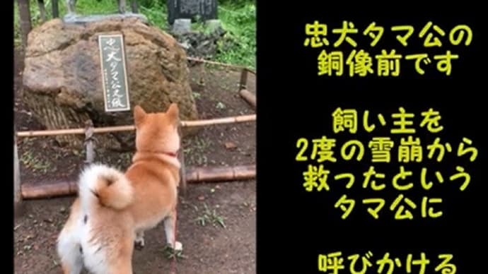 柴犬『ひのき』忠犬タマ公に呼びかける