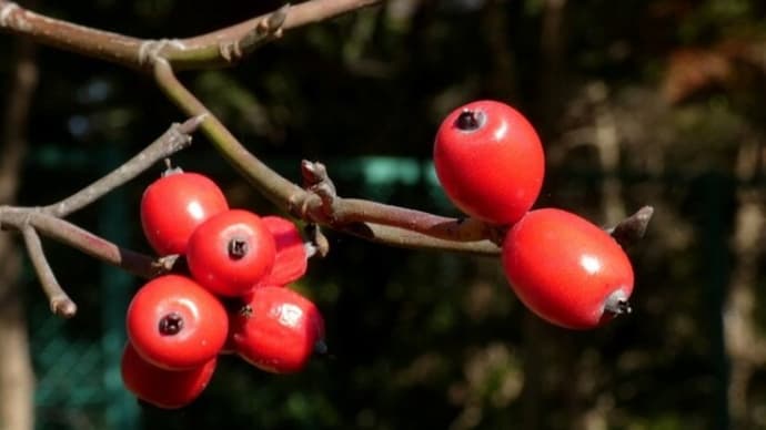 ・ ハナミズキの赤い実 ボケの花 ヒメツルソバ など (2022/11/25 & 11/29)