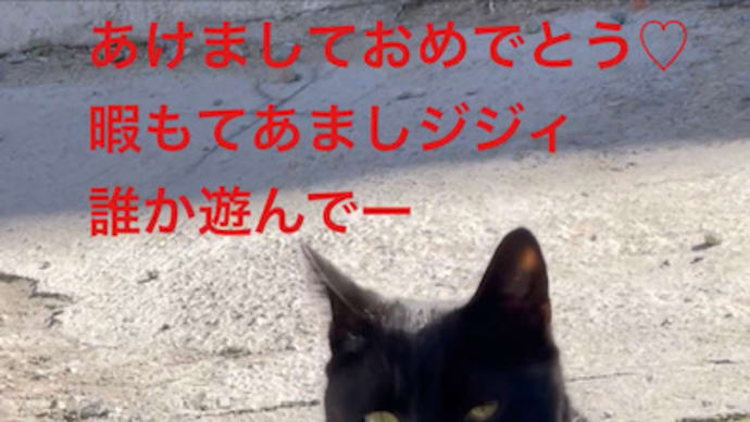 お正月って暇だにゃ~