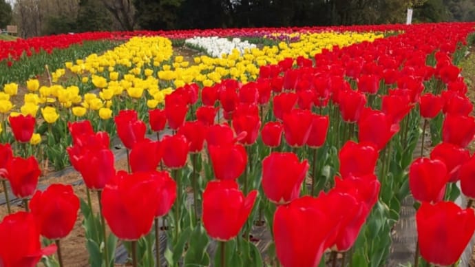 🌷チューリップまつり🌷