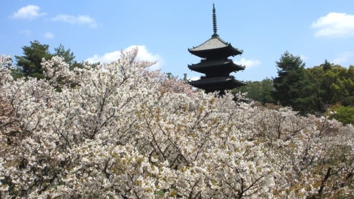 2025.4月 仁和寺の御室桜🌸