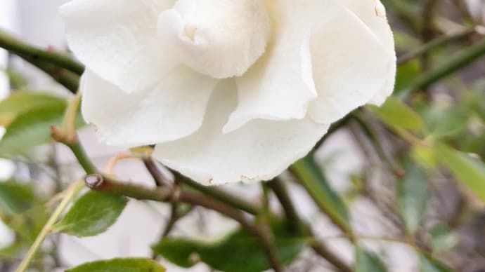 『The Rose』
