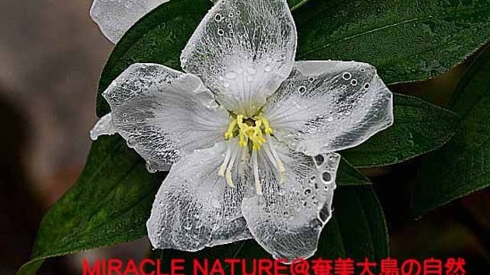 雨に濡れてシースルーになる花弁:白花ノボタン