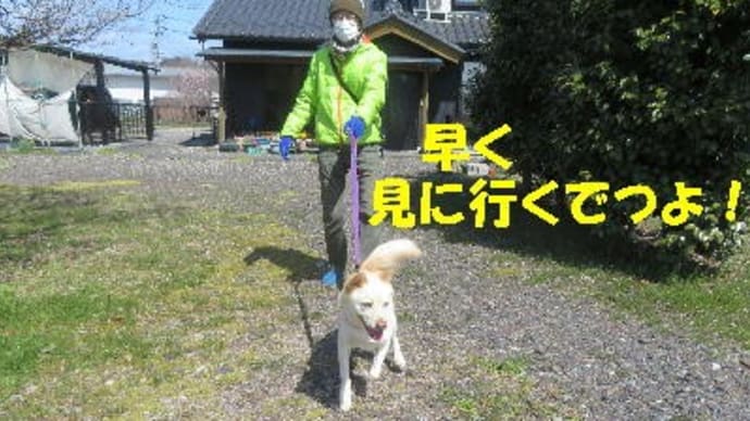 ペットと一緒に入れるお墓