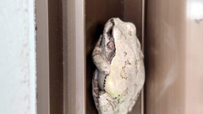 速やかなる移動を‥ 🐸💦
