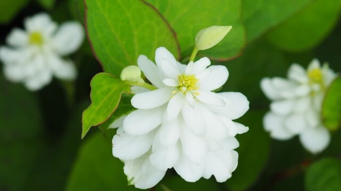 馬場花木園の八重のドクダミ