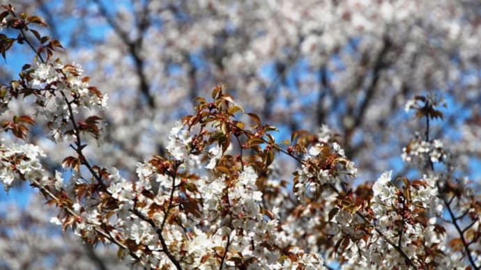 吉野の桜