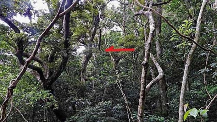 秘密兵器でナゴランを撮る