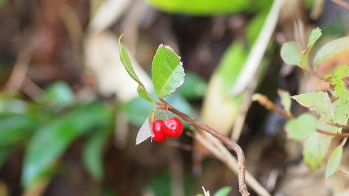 山里に咲く花や実