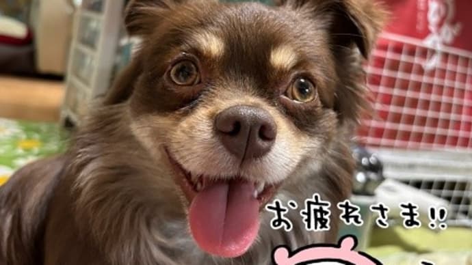 ルーモス 歯磨きをする