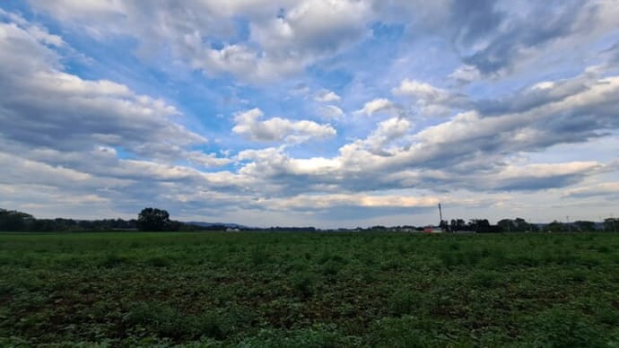 テリトリー・林の回廊まで散歩してきました