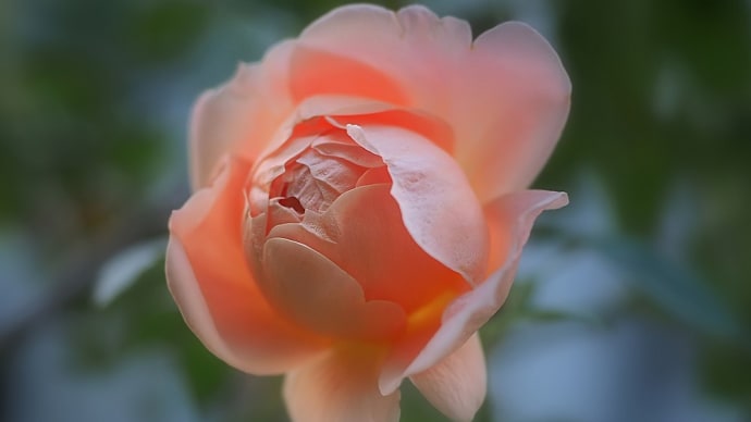 ★薔薇を見てうっとりしてしまった 2020