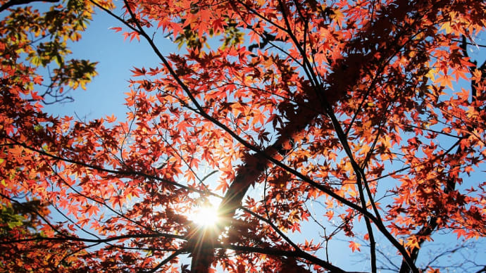 紅色天蓋、箱根の森