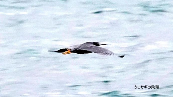 02/14探鳥記録写真-2:狩尾岬の鳥たち②(クロサギ採餌模様&飛翔、)