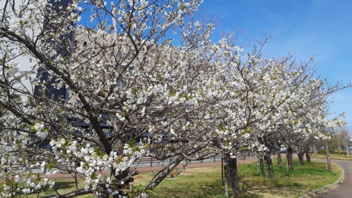 福岡の桜