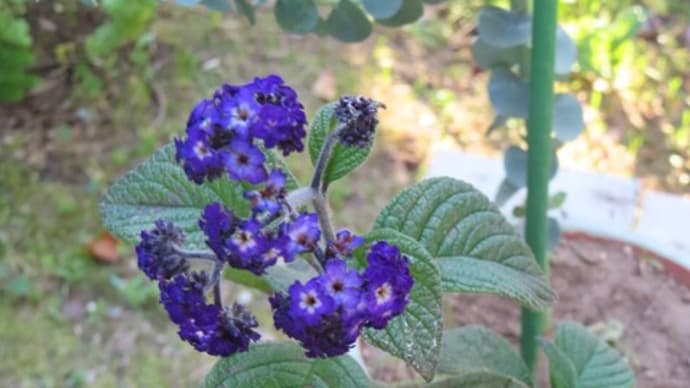 今日の庭、バラ以外の花