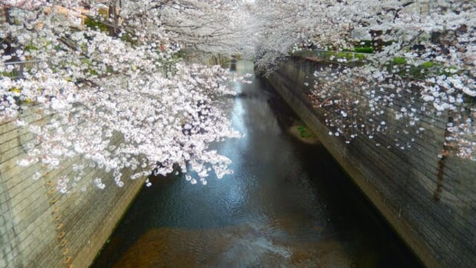 4月桜が満開