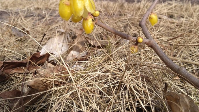 お花屋さんと我が家のお花たち