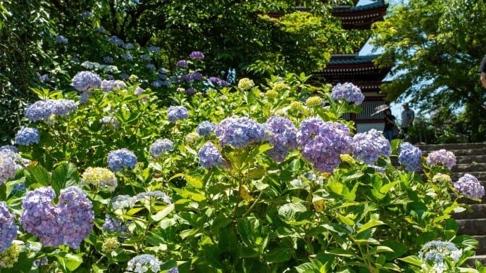 水無月の夏至 松戸・本土寺の紫陽花