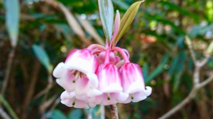 「満天星」　香港の花