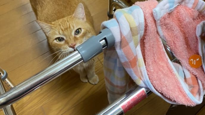 今日のねこやしき
