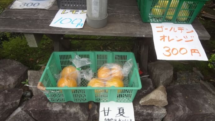 甘夏、今年のはおいしいよ!