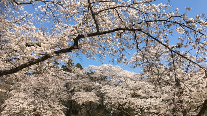 桜の下で