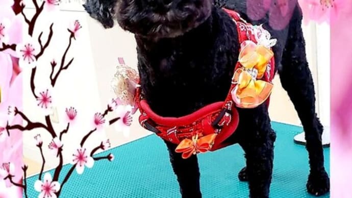 🐩 食欲旺盛だけど。。。やせ体質~~~🎵
