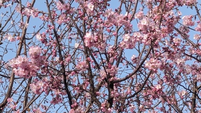 散歩コースの「山桜」・「姫こぶし」は満開　２０２４年春