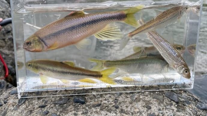 モモとメロンと魚釣り【モザイク校】