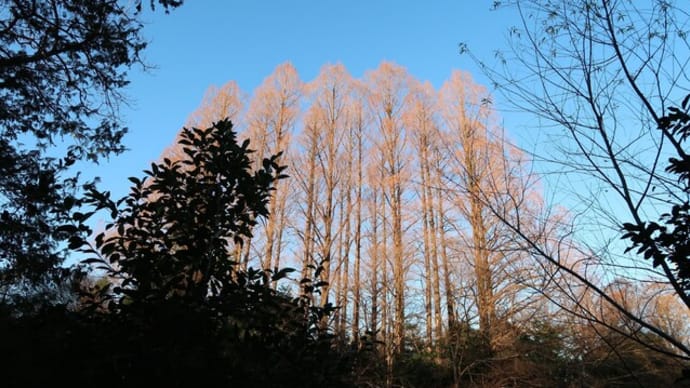 1月の武蔵関公園