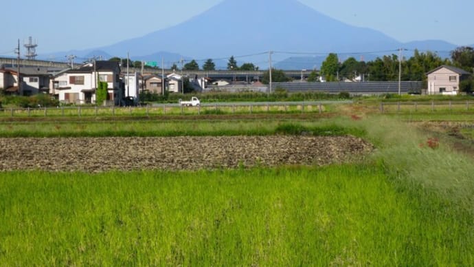 ぶらりJOG~富士見ファーム