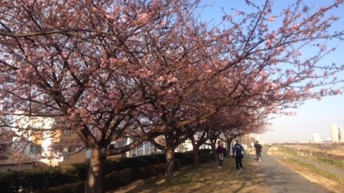 河津桜が咲きました。