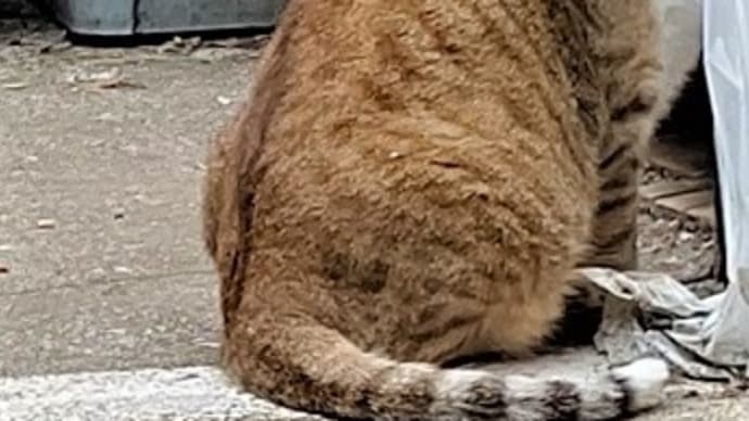 不運な日・今日は早く寝るわな話