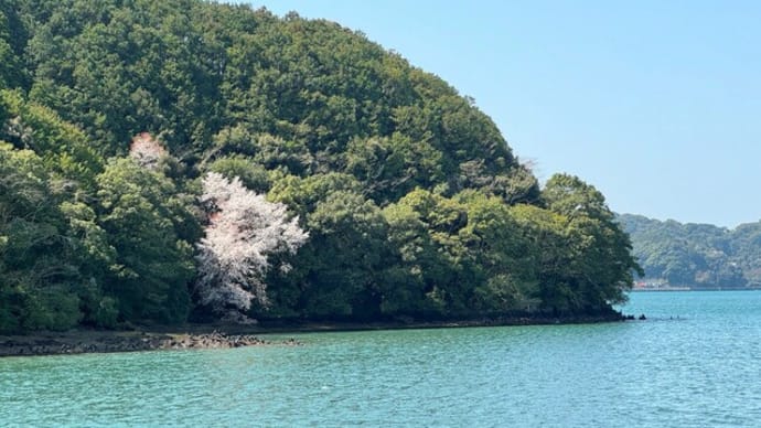 海の桜と鵜の群れ