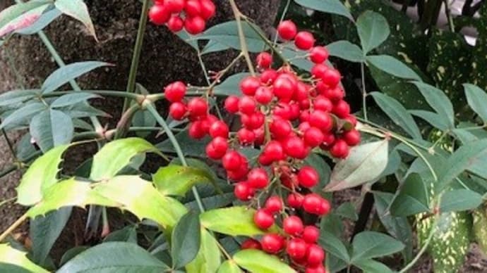 １２月スタートです