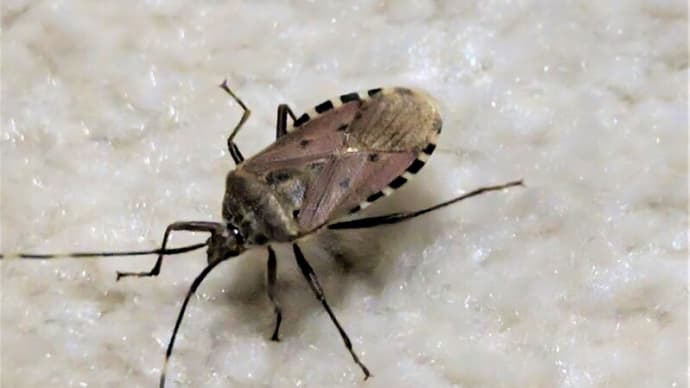 わが家に侵入、臭いカメムシ大発生