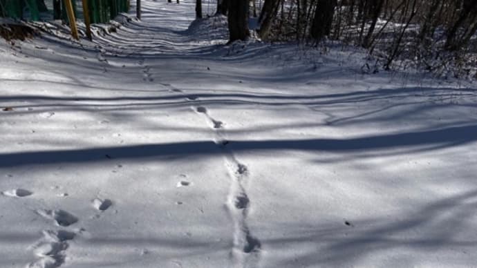 雪道さんぽ