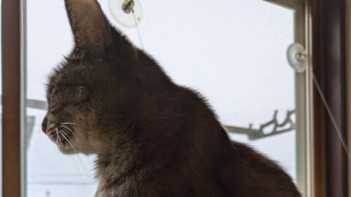 野良猫の気持ち♥