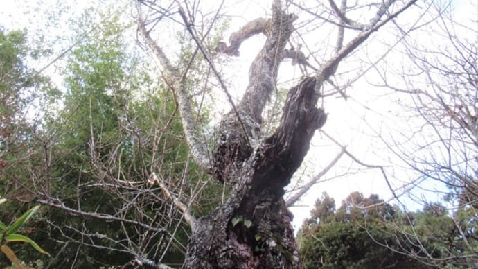 我が家の古木②~紅梅・白梅