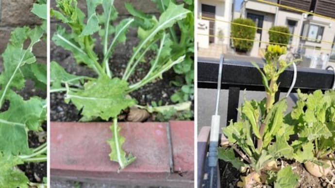 カブの鳥害・薹立ち・収穫