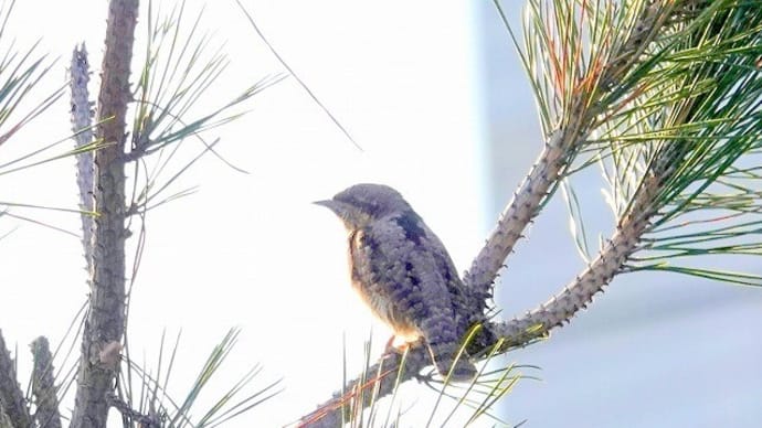 03/21探鳥記録写真:はまゆう公園の鳥たち(アリスイ三昧、)