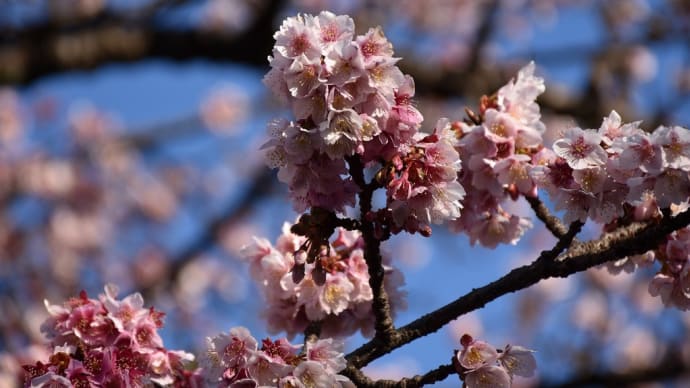 さくら狩り 静岡県熱海市 第13回あたみ桜糸川桜まつり(5)熱海桜とブーゲンビリア