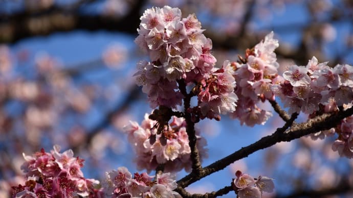 さくら狩り　静岡県熱海市　第13回あたみ桜糸川桜まつり（5）熱海桜とブーゲンビリア