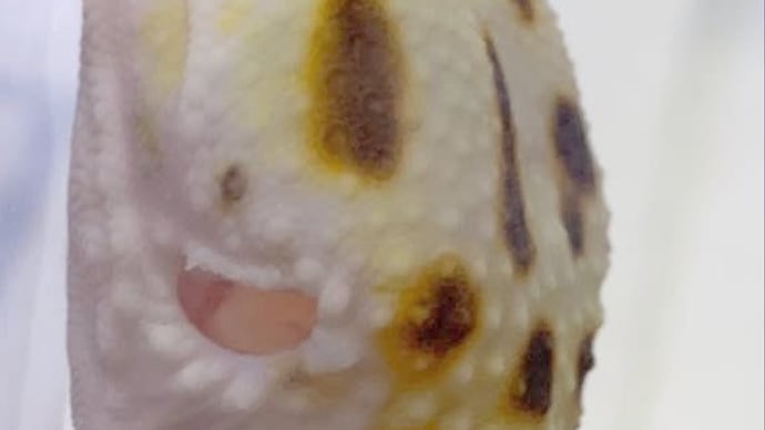 ヒョウモントカゲモドキ