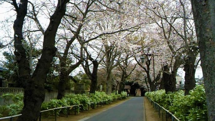 本土寺で花見