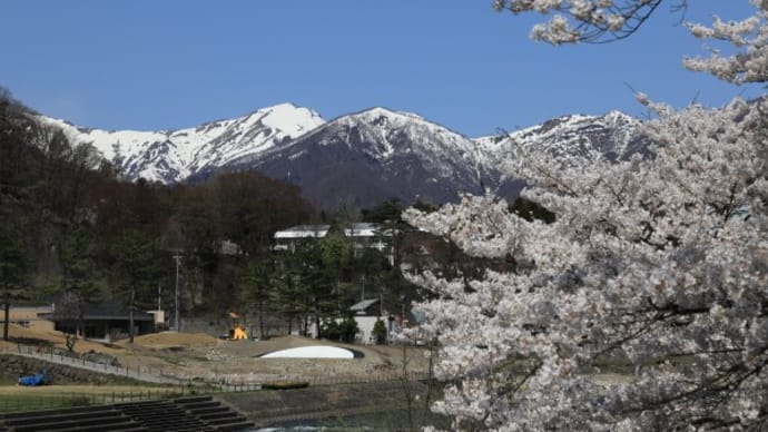 水上諏訪峡の桜2023