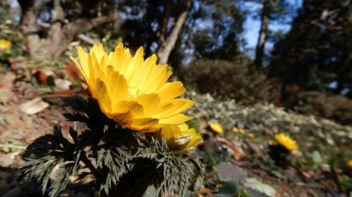 新宿御苑 花散歩